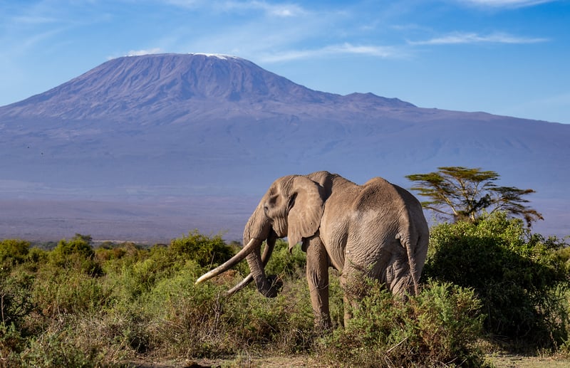Africa Wildlife - Suzanne Cordeiro Photography
